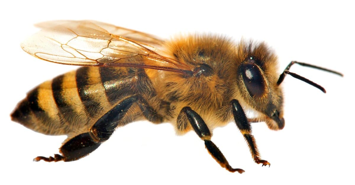 Bumblee vs Honeybee - Honeybee