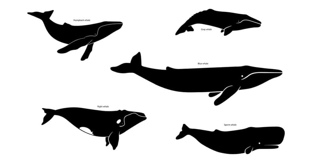 Are Blue Whales Endangered - Different Whales