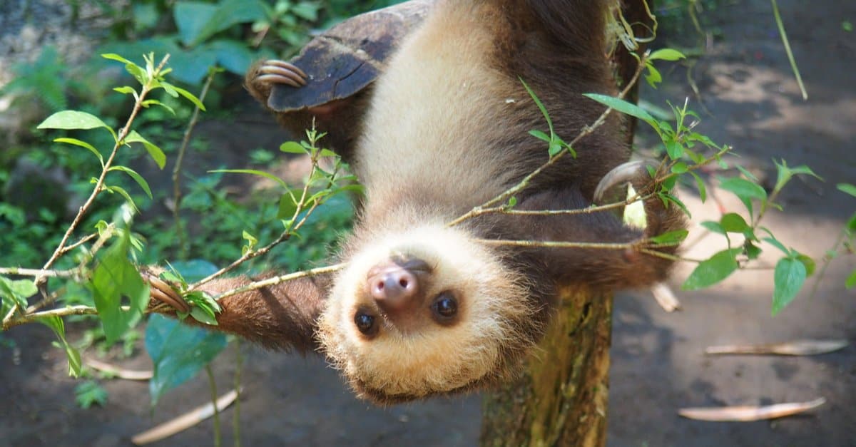 Baby Sloth: 5 Pup Pictures and 5 Facts - A-Z Animals