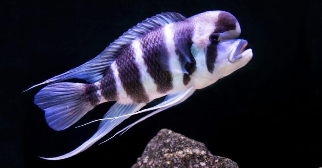 ประเภทของปลาอายุยืน - Frontosa 