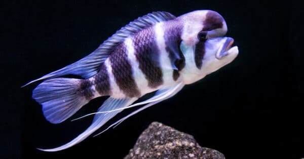 Types of Pet Fish That Live Long - A-Z Animals