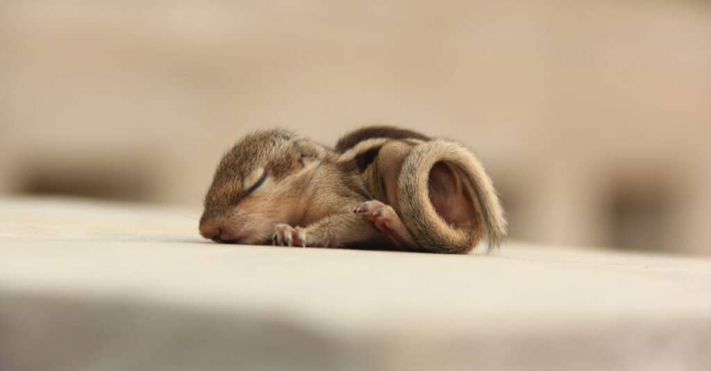 baby squirrel nap