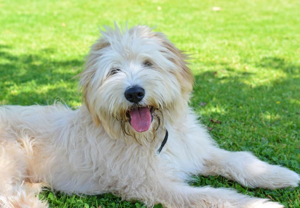 Shepherd Dog -  Pyrenean Shepherd