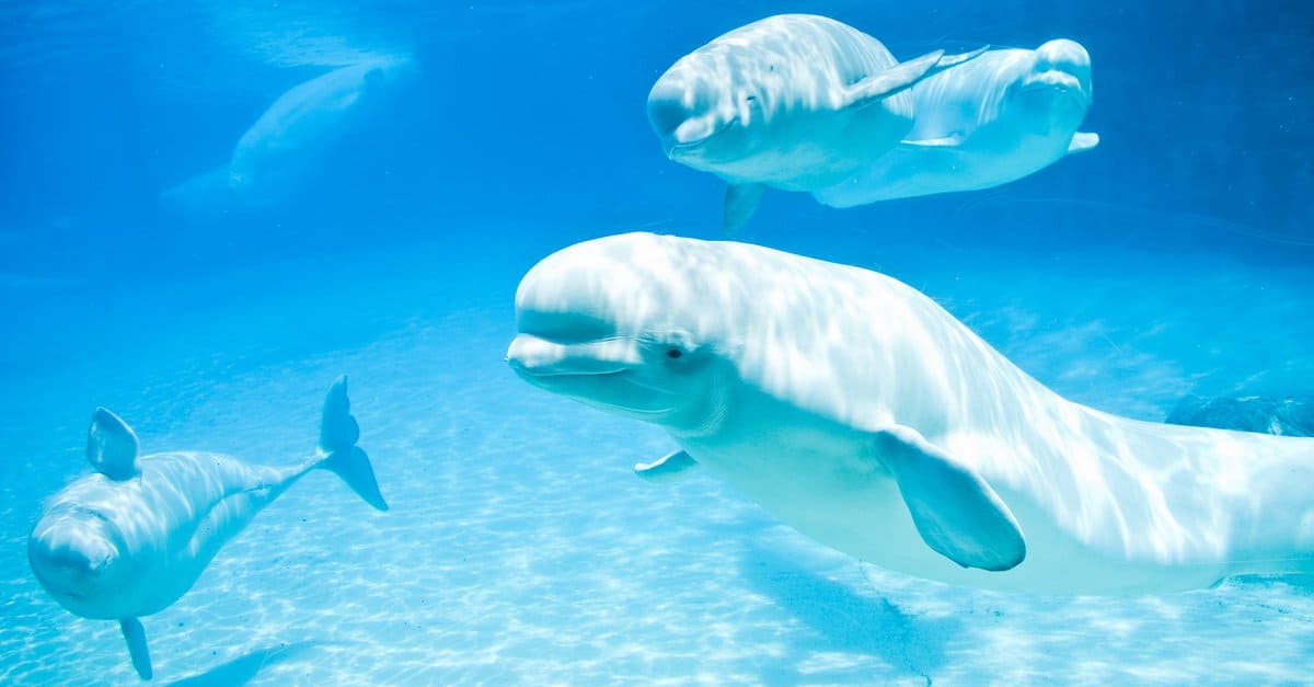 Baby Beluga: 5 Calf Pictures & 5 Facts - A-Z Animals