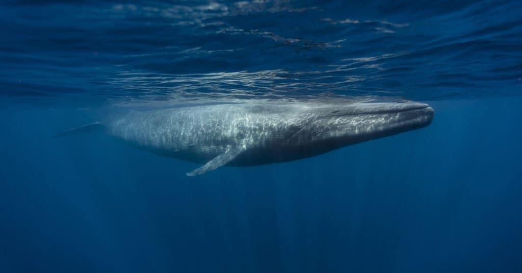 Les baleines bleues sont-elles en voie de disparition - Une baleine bleue près de la surface