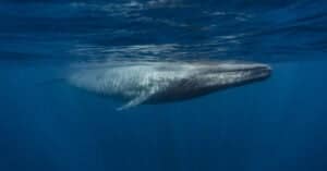 Are Blue Whales Endangered? Picture