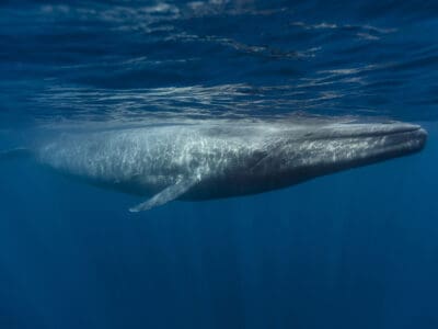 A Blue Whale vs Fin Whale: What Are The Differences?