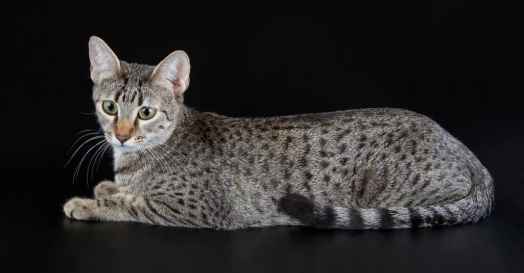 egyptian-mau-cat-on-black-background