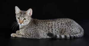 10 Incredible Egyptian Mau Facts Picture