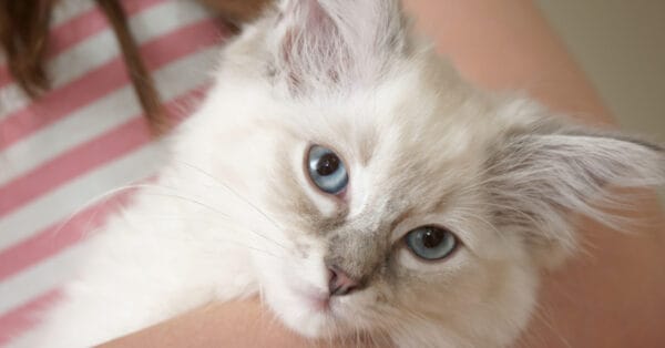 Types of Ragdoll Cats - A-Z Animals