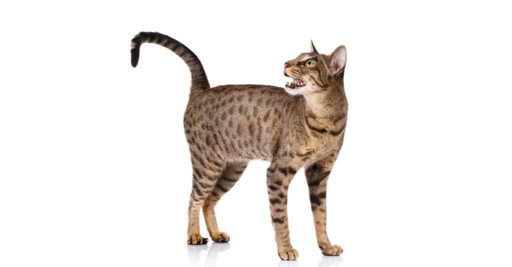 male-ocicat-standing-on-white-background