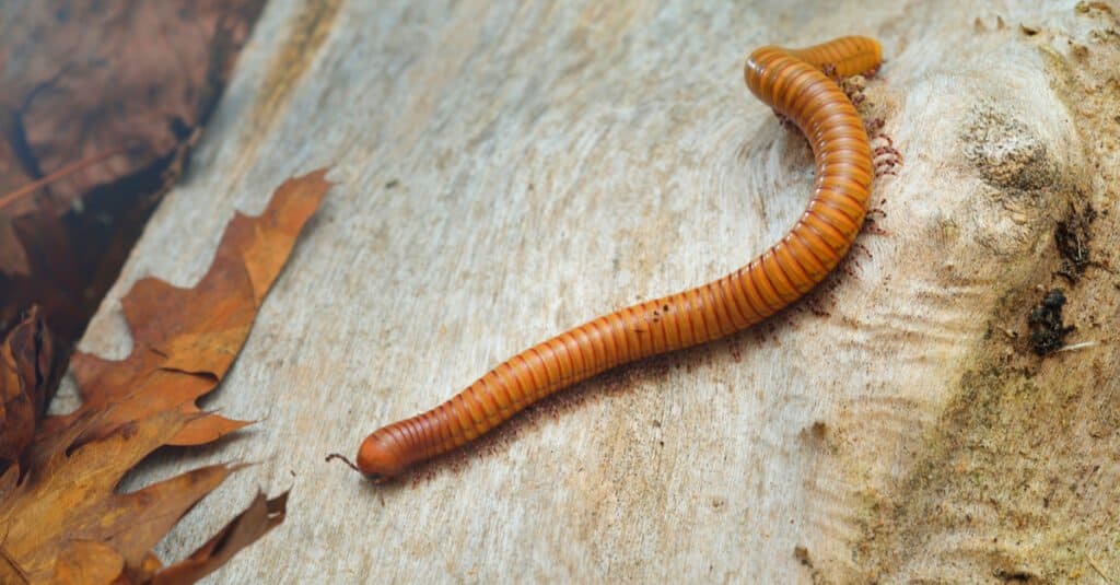 Largest Millipede - Sonoran Giant Desert Millipede