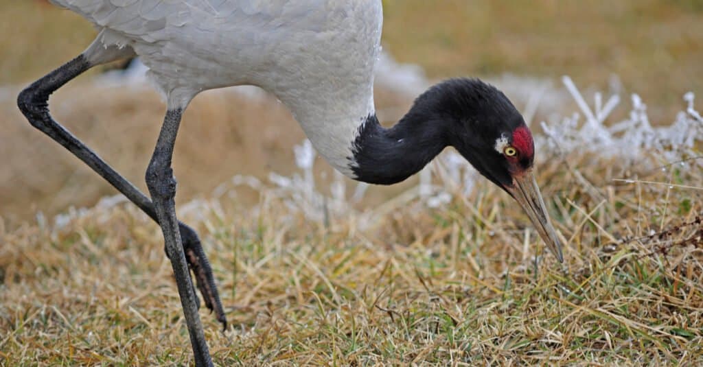 Red-crowned crane  Smithsonian's National Zoo and Conservation