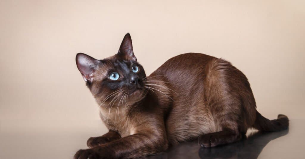 Rarest Cats - Tonkinese Cat