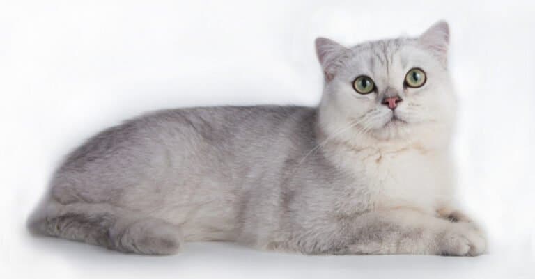 Rarest Cats - Burmilla Cat