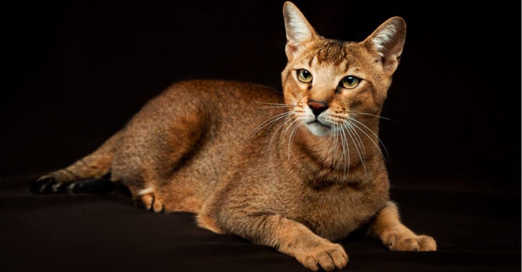 chausie-cat-laying-on-black-background