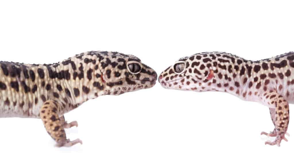 leopard-gecko-pair-facing-each-other