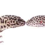 Male leopard geckos are typically slightly larger and bulkier than females.