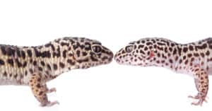 Male vs. Female Leopard Geckos Picture