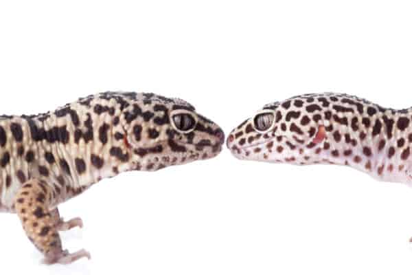 Male leopard geckos are typically slightly larger and bulkier than females.