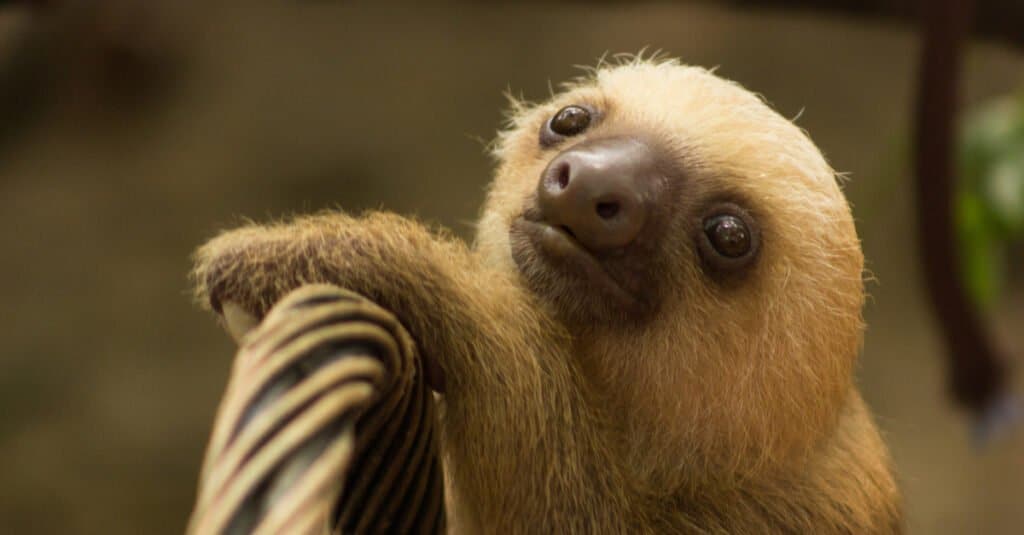 baby pygmy sloth