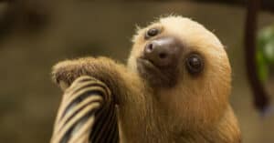 Baby Sloth: 5 Pup Pictures and 5 Facts Picture