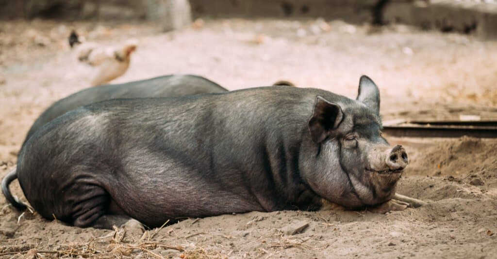 Yes, Pigs Can Swim! 5 Facts About These Surprisingly Strong Swimmers