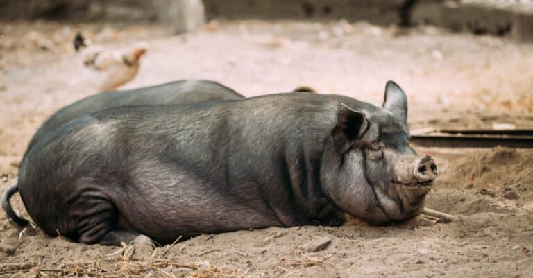 Largest Pigs - Large Black Pig