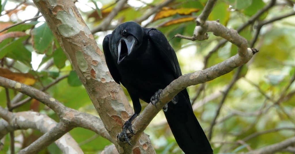 Largest Crow - Indian Jungle Crow