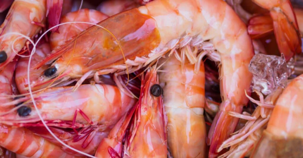 Largest Shrimp - Eastern King Prawn