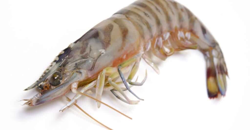 Largest Shrimp - Kuruma Prawn 