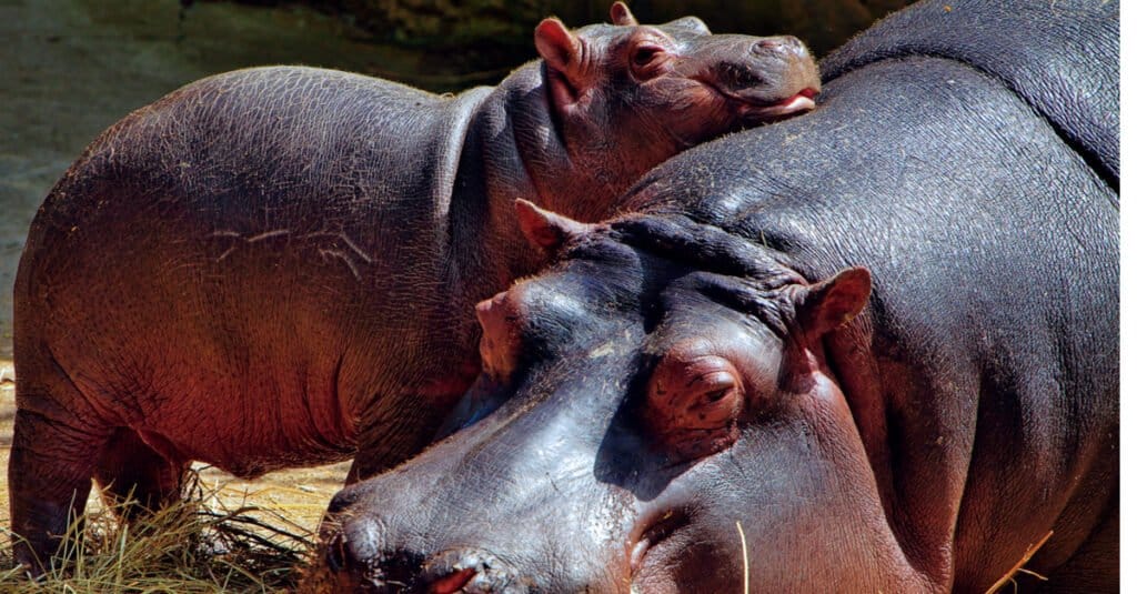 baby-hippo-and-mother