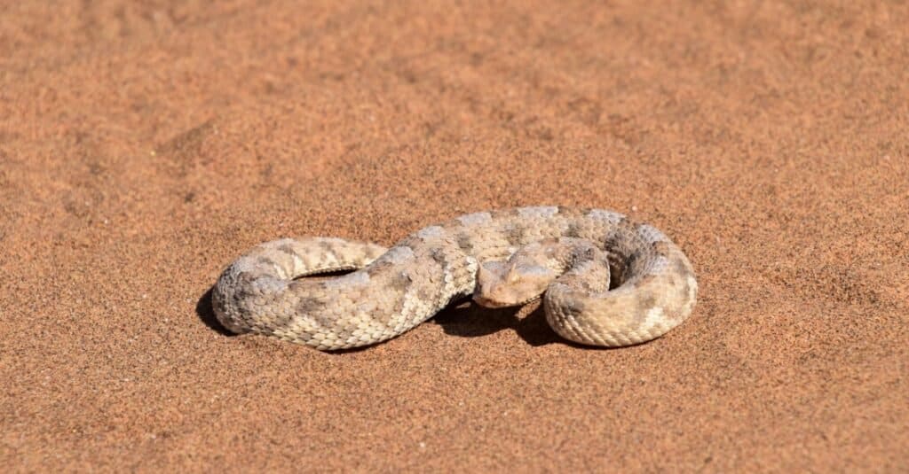 Rattlesnake crawling in the sand
