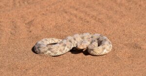 Discover the Largest Sidewinder Rattlesnake Ever Recorded Picture