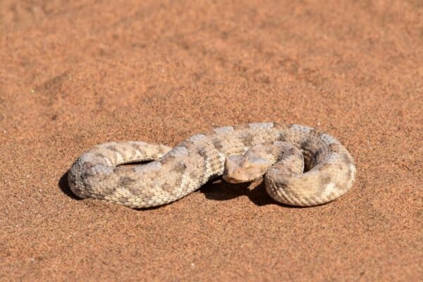 The sidewinder is also known as the horned rattlesnake. 