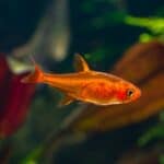 Ember tetra