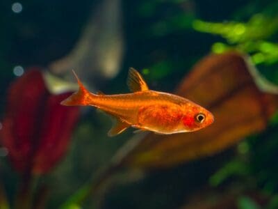 A Ember Tetra