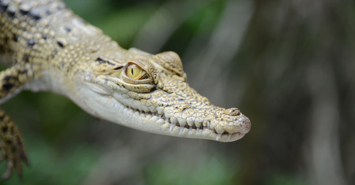 Baby Crocodile: 5 Hatchling Pictures & 5 Facts - A-Z Animals