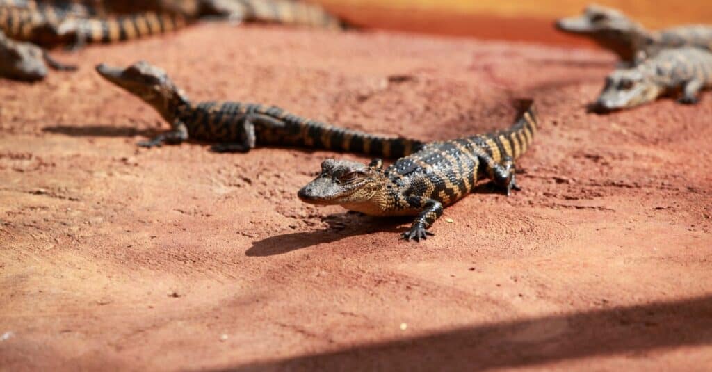 baby-crocodile-siblings