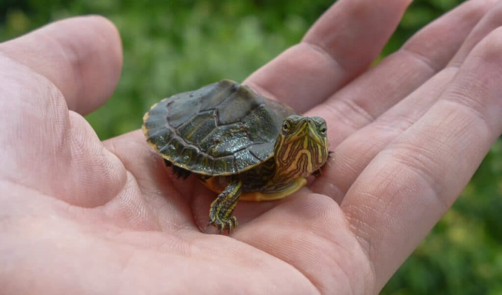 FACT] Baby Turtles are the cutest thing ever. : r/TurtleFacts