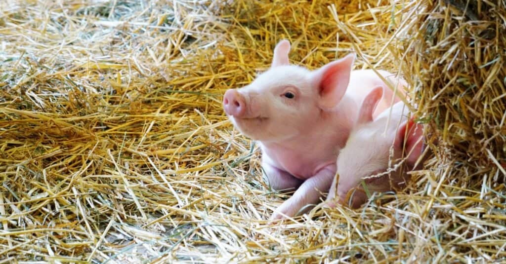 pig-lifespan-how-long-do-pigs-live