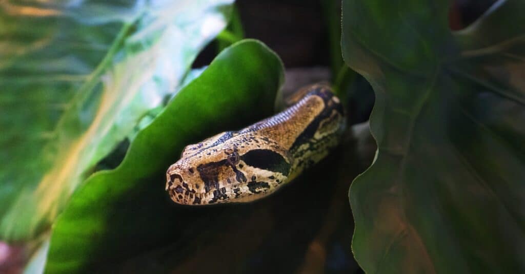 snake poking through leaves