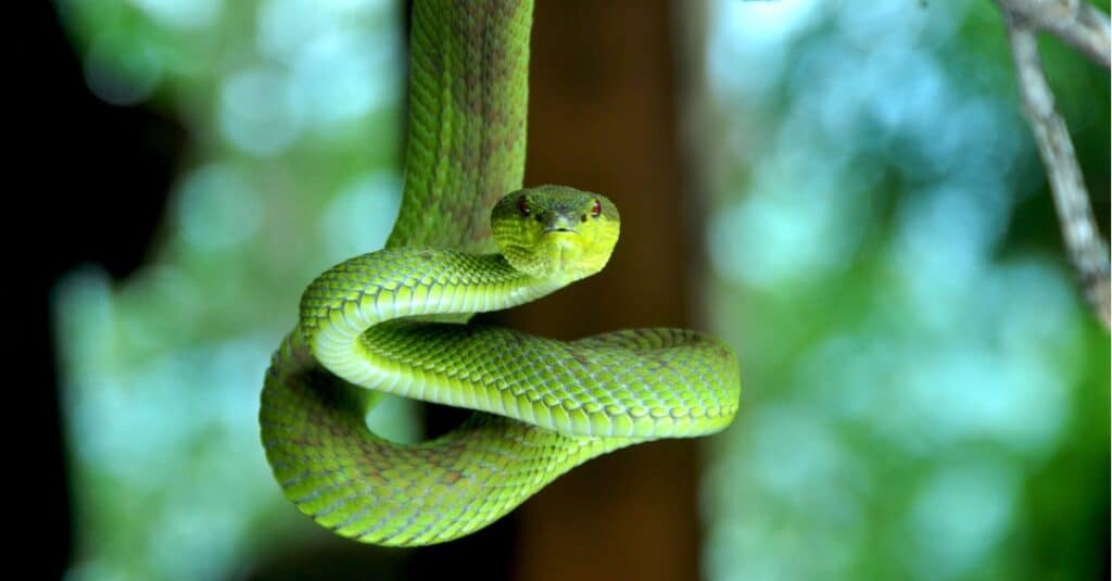 green snake hanging from tree