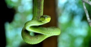 Discover the Largest Green Snake in the World Picture