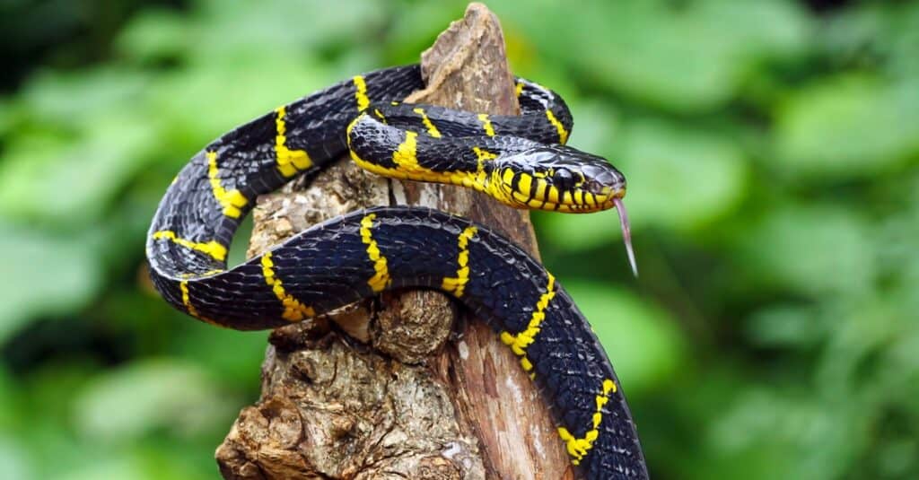 yellow and black snake winding up branch