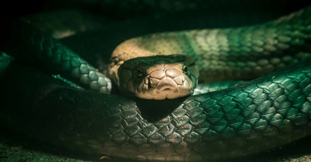 shiny green snake on black background