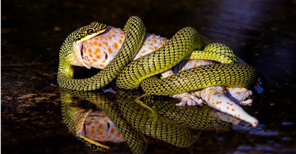 Can You Eat a Snake as Survival Food? Yes, and Here's How