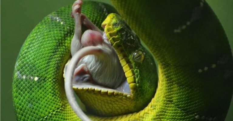 green snake eating a mouse