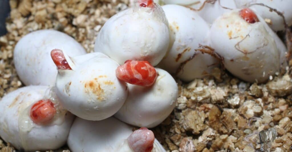 Everything You Wanted to Know About Snake Eggs