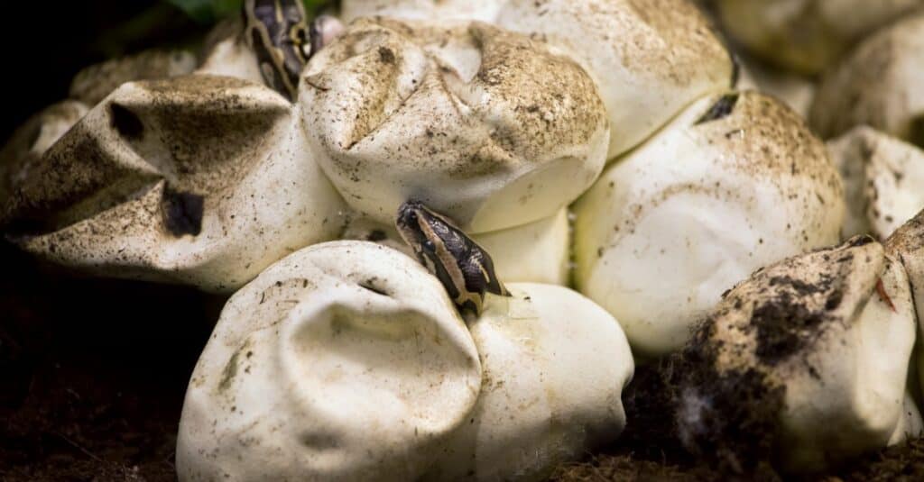 snake hatchlings breaking through shells